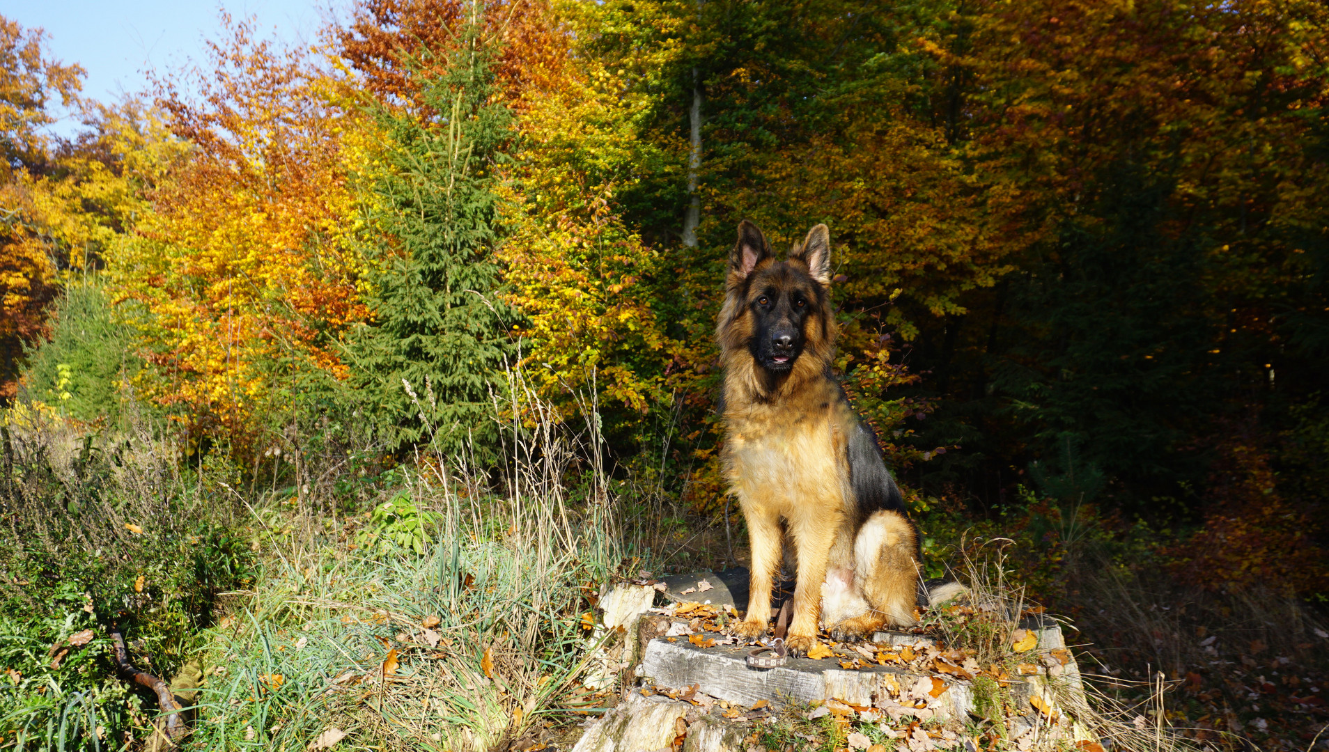 Herbstfarben