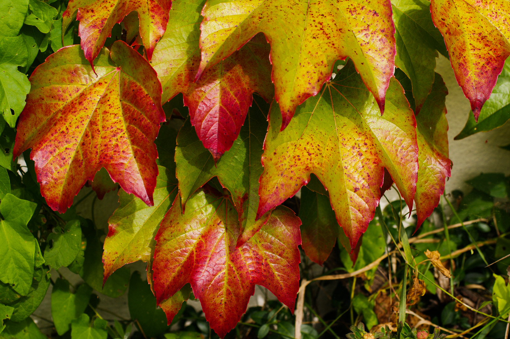 Herbstfarben