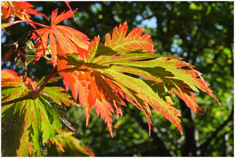 Herbstfarben