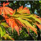 Herbstfarben