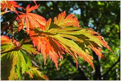 Herbstfarben