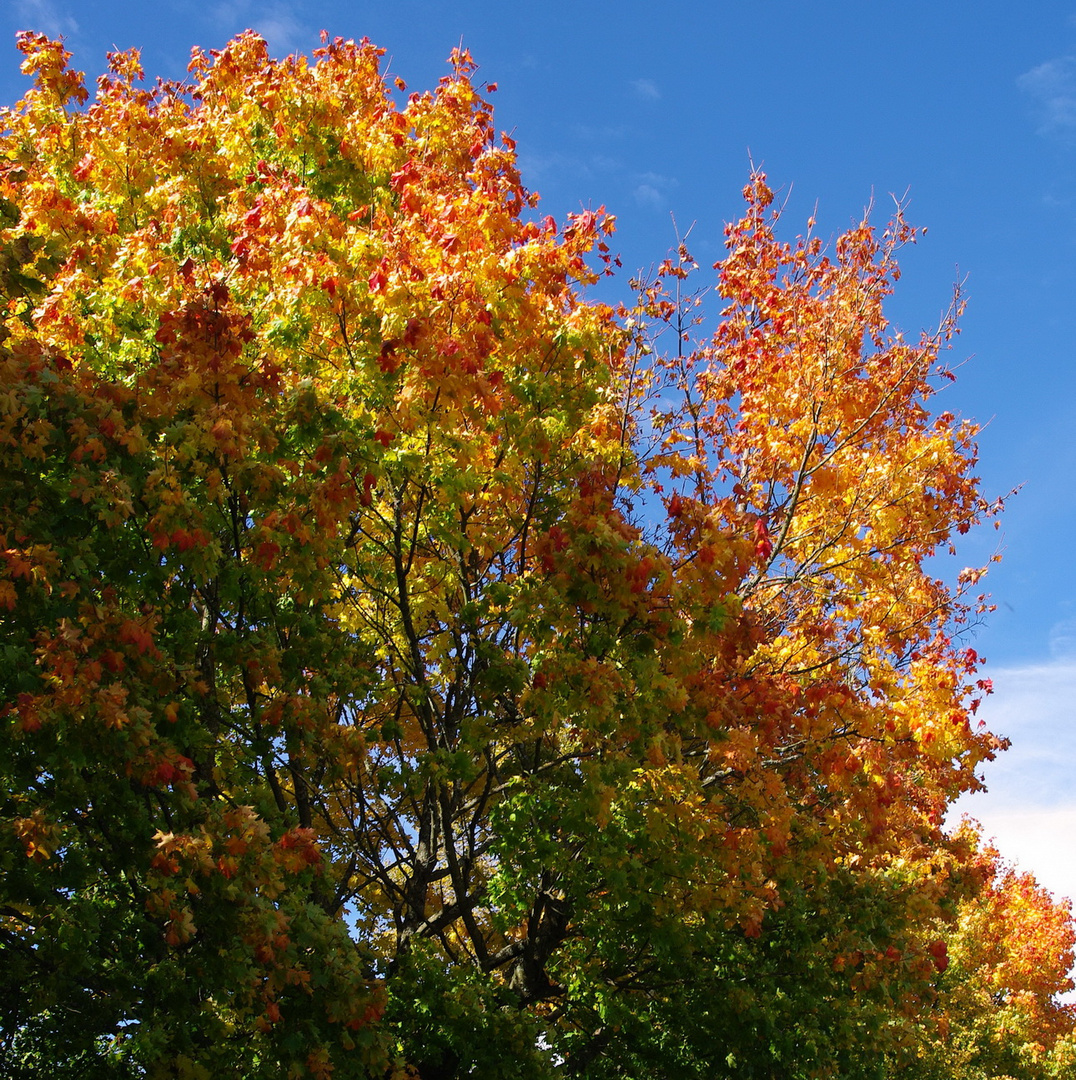 Herbstfarben - F11 drücken