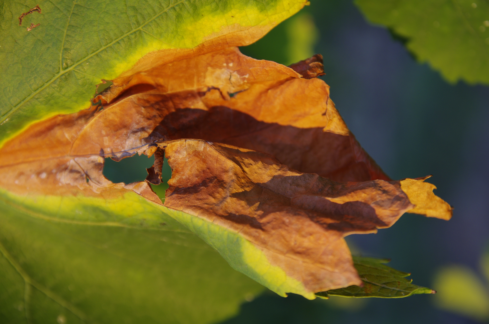 Herbstfarben