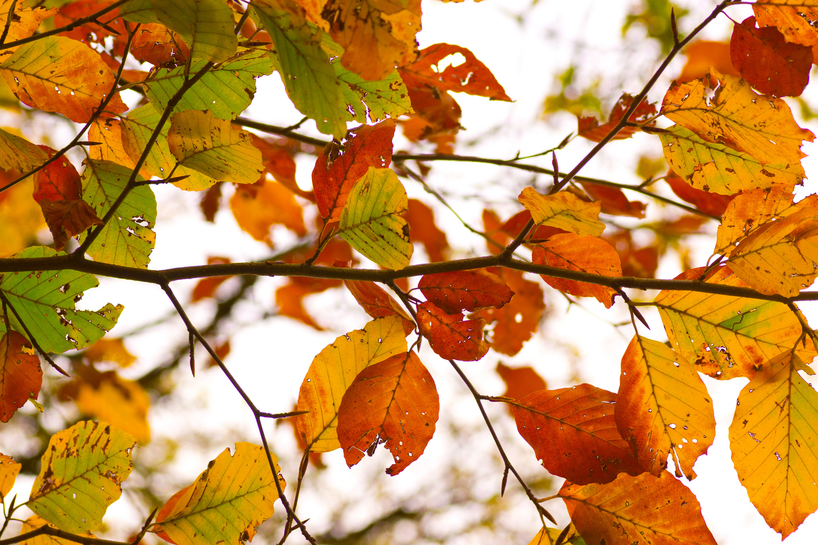 Herbstfarben