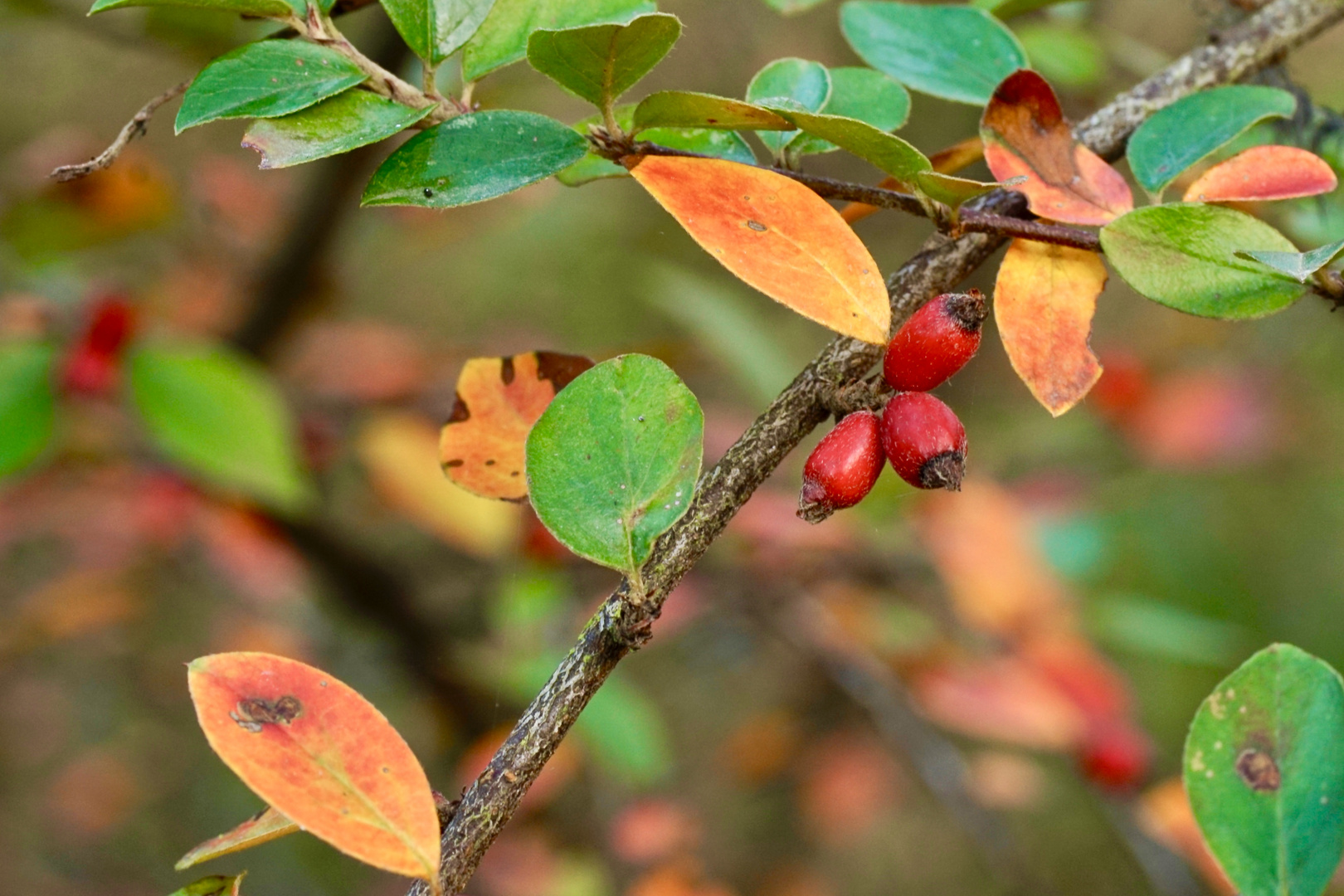 Herbstfarben