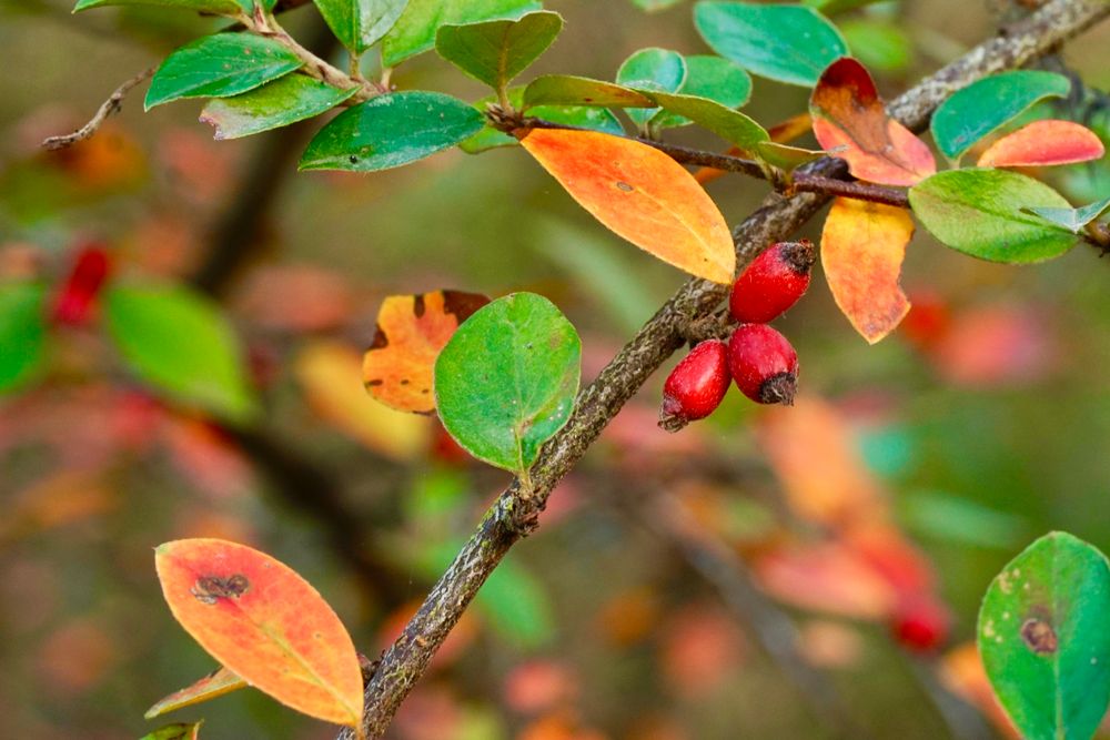 Herbstfarben