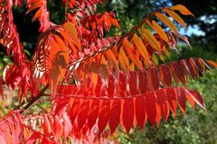 - Herbstfarben-