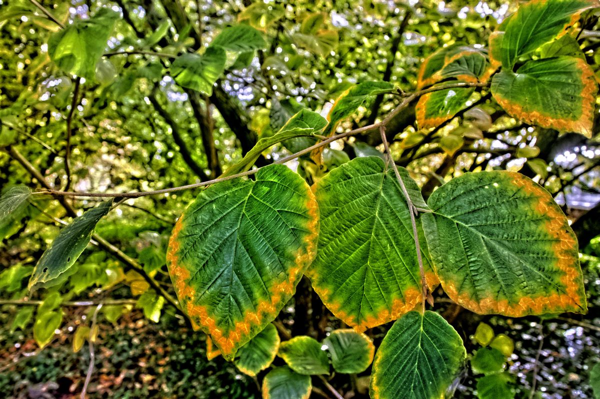 Herbstfarben