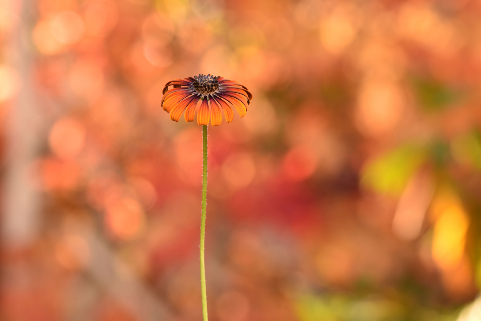 Herbstfarben