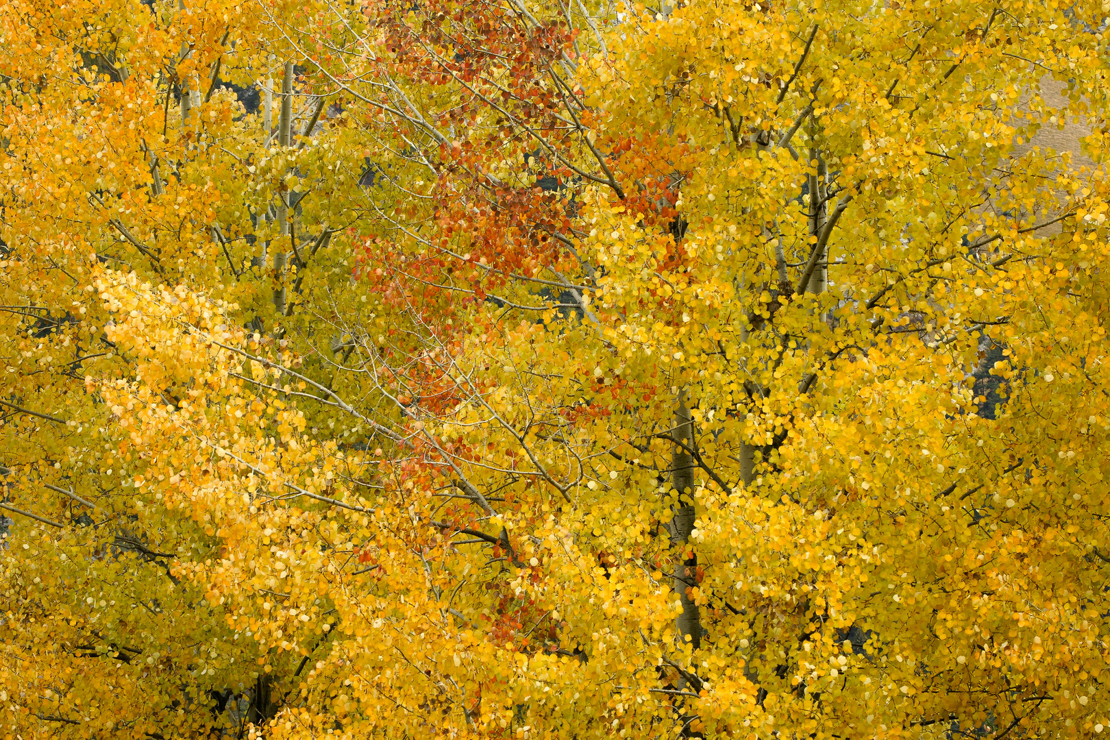 Herbstfarben