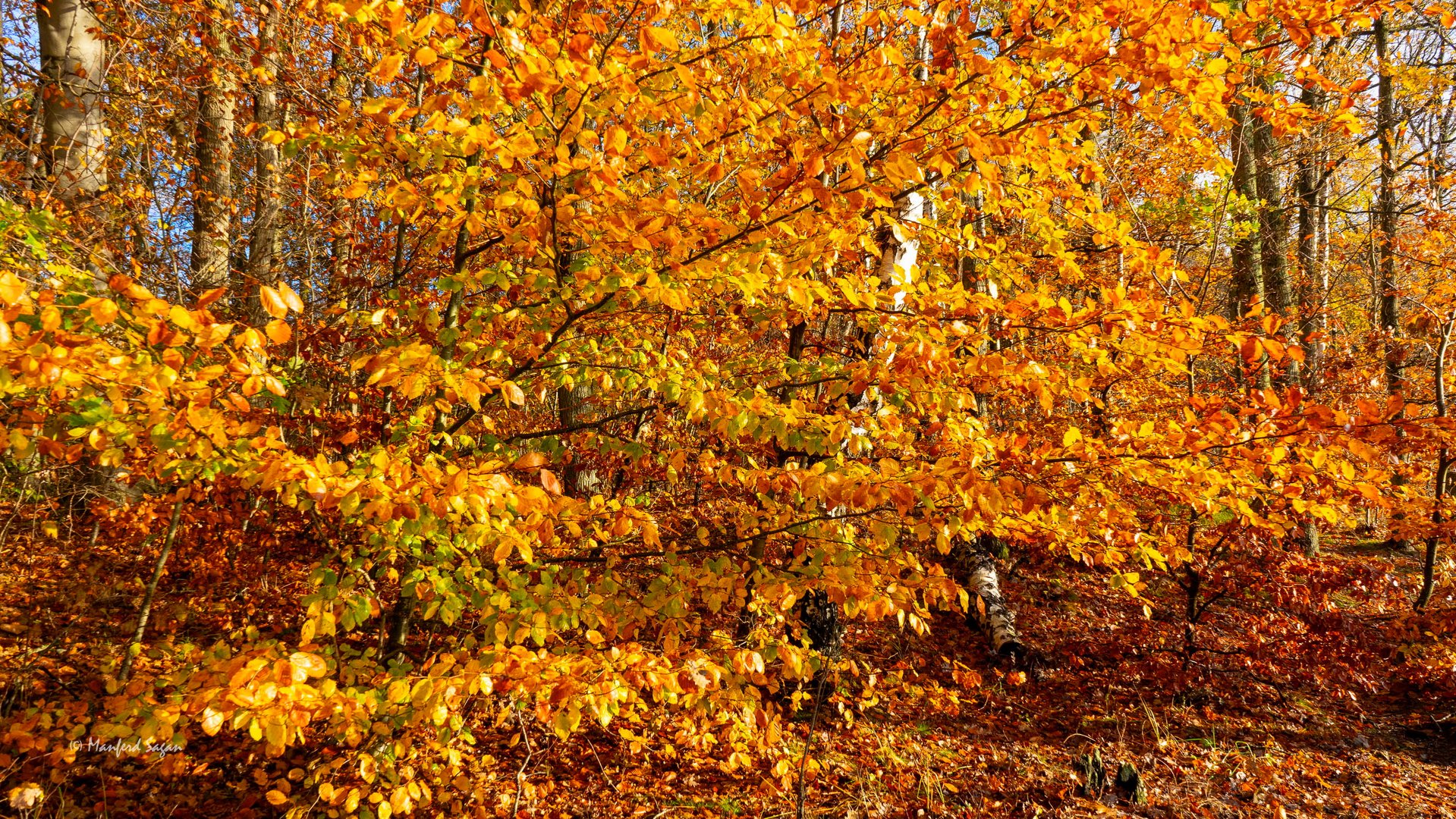 Herbstfarben... 