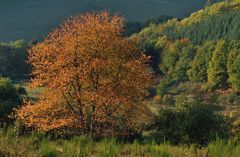 *Herbstfarben*