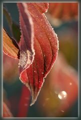 HERBSTFARBEN