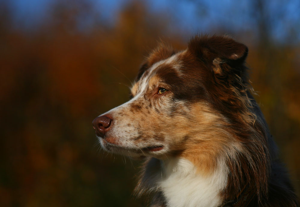 Herbstfarben