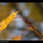 Herbstfarben