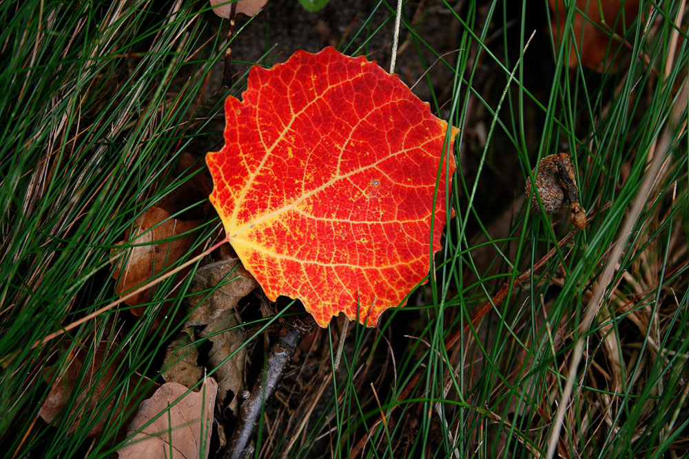 Herbstfarben