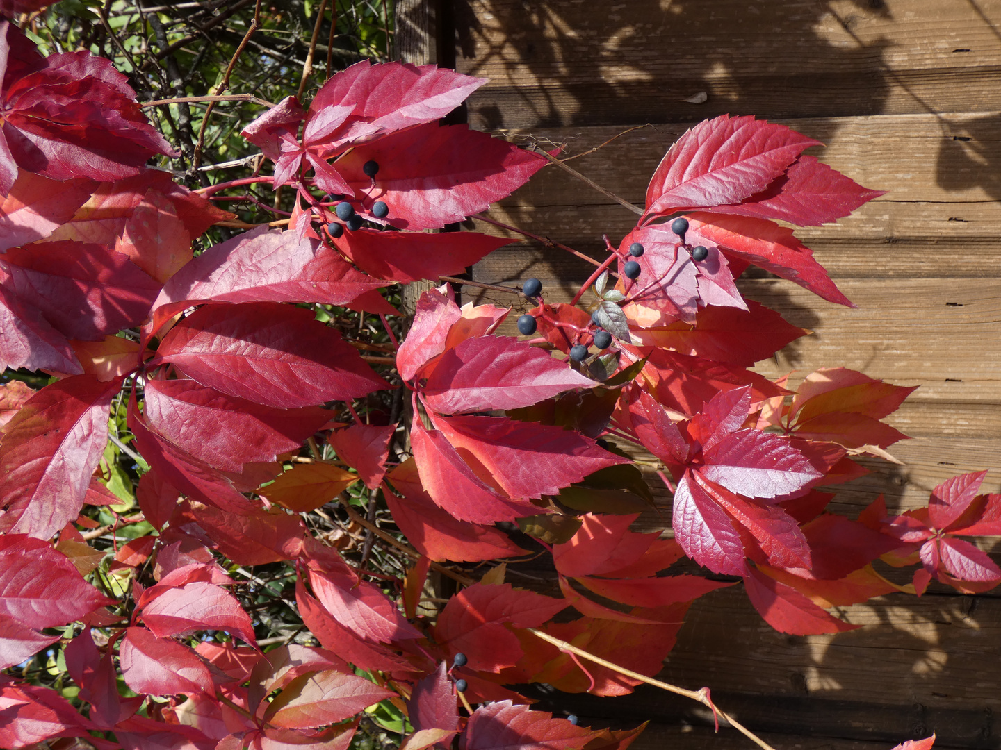 Herbstfarben