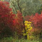 Herbstfarben