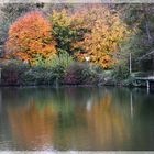 Herbstfarben fallen ins Auge