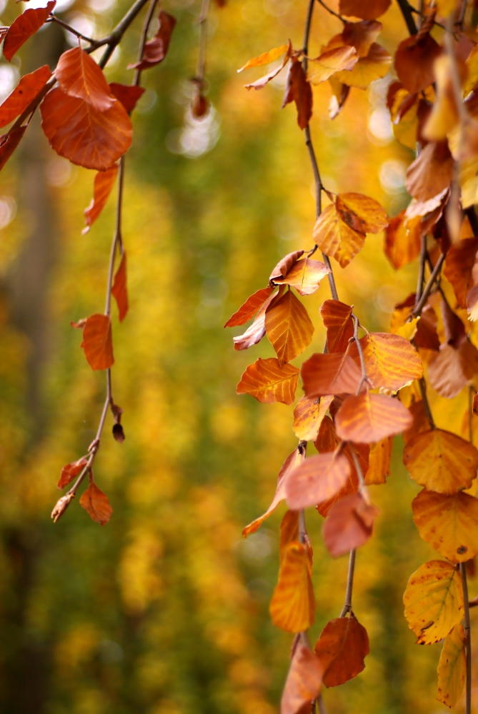 Herbstfarben...