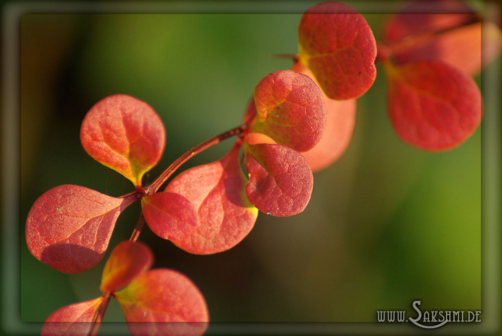 Herbstfarben