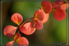 Herbstfarben