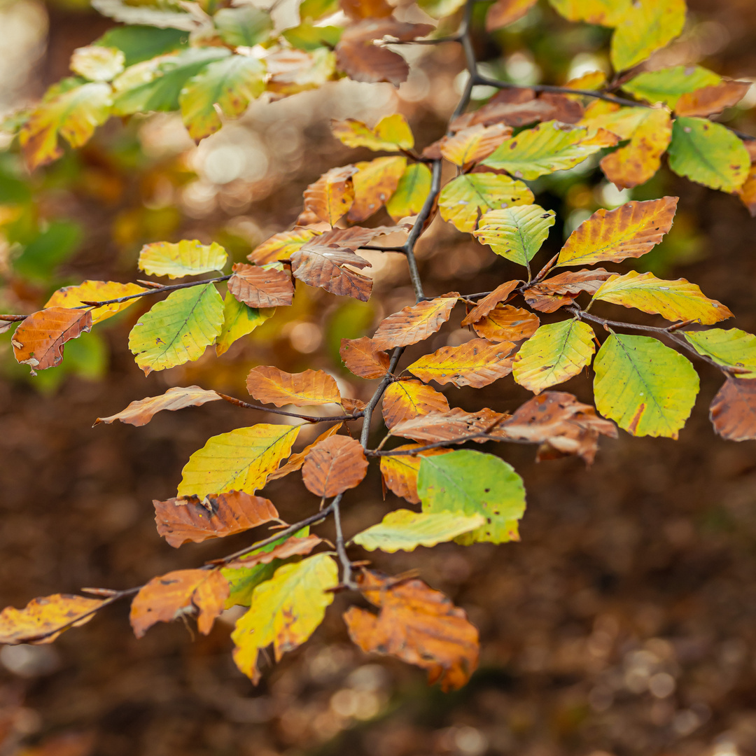 Herbstfarben