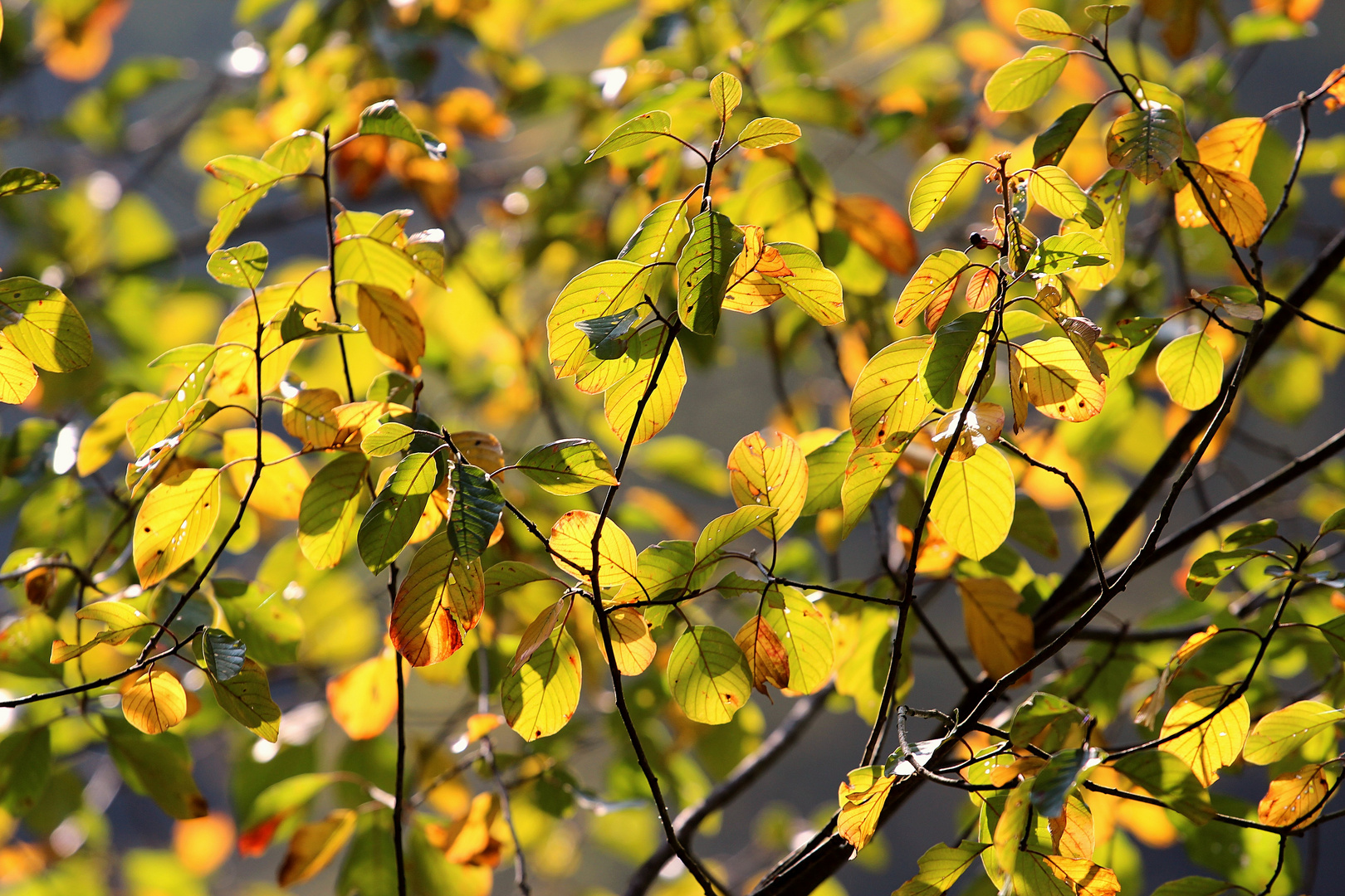 Herbstfarben