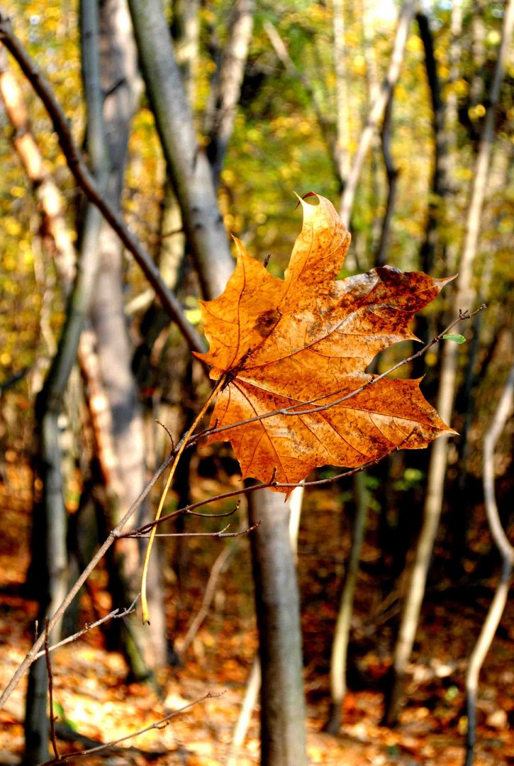 Herbstfarben