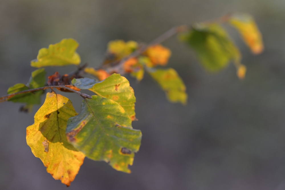 Herbstfarben