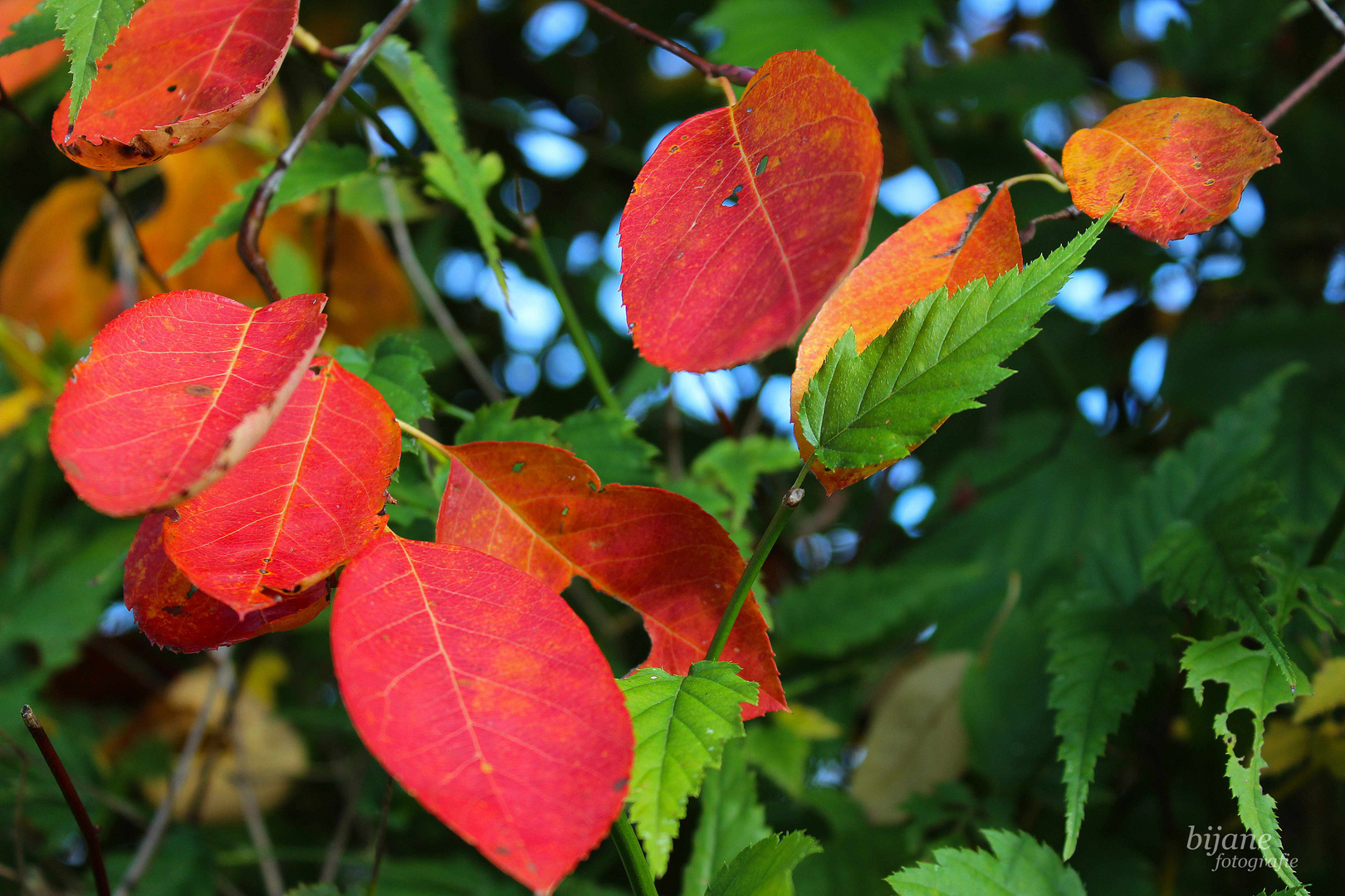 Herbstfarben