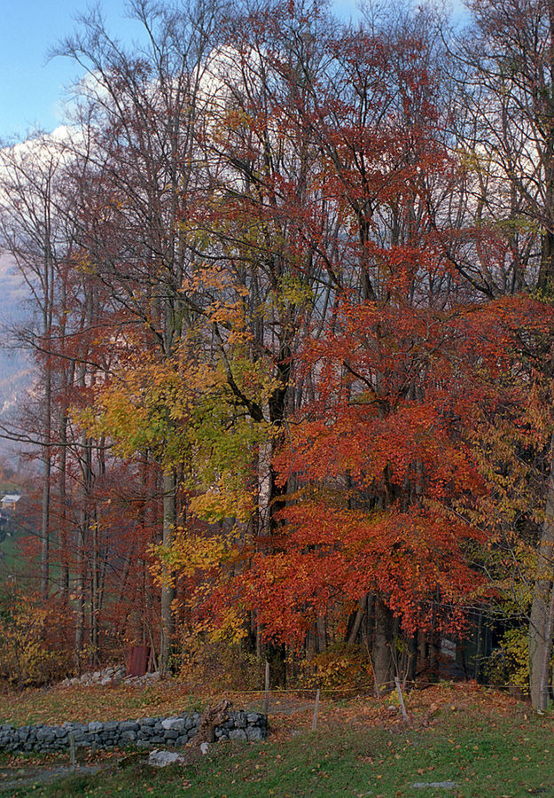 Herbstfarben, Filzbach, GL