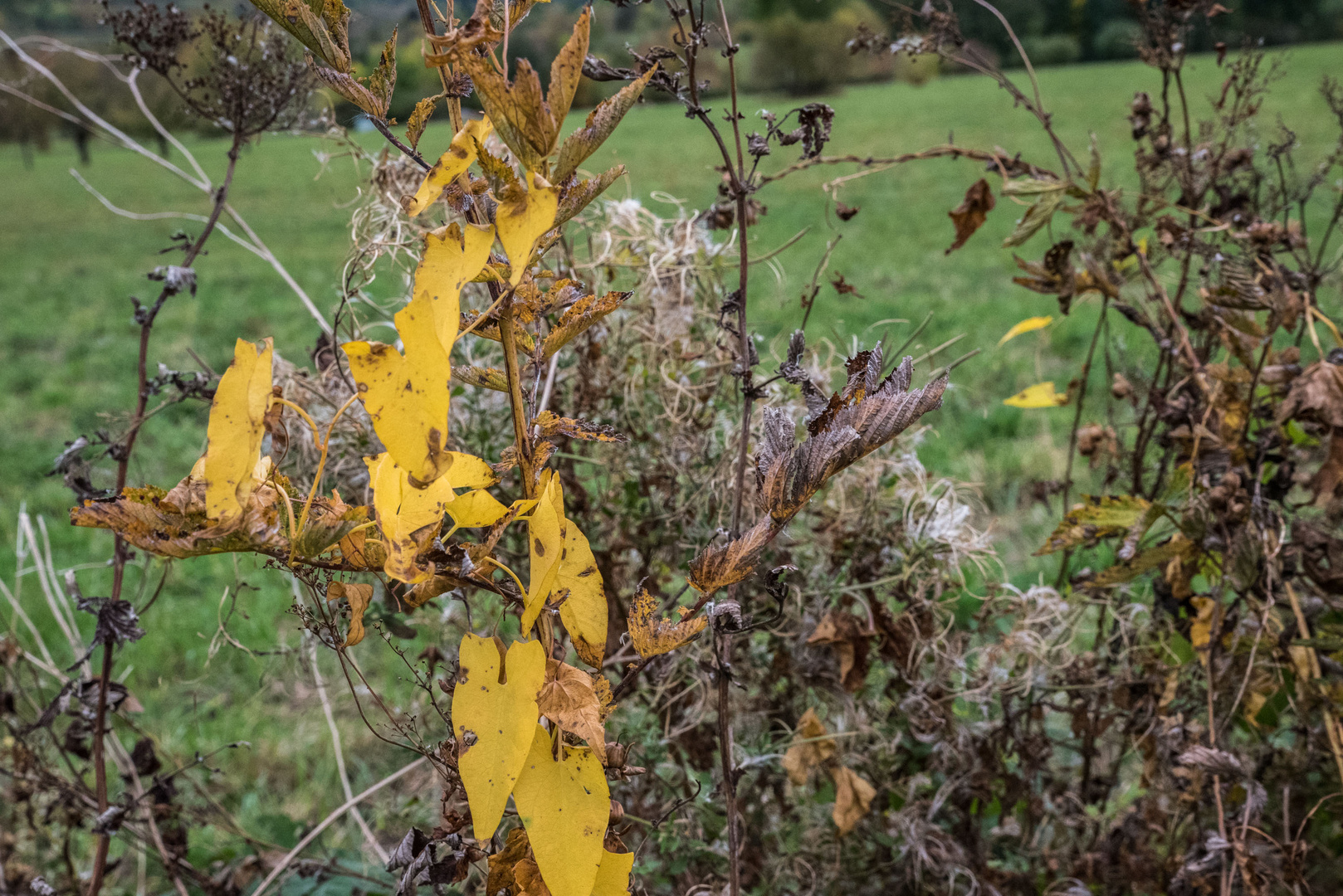 Herbstfarben - gelb dominiert