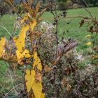 Herbstfarben - gelb dominiert