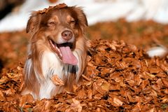 Herbstfarben - Gleiches zu Gleichem