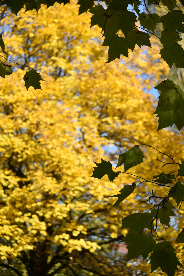 Herbstfarben-grün und gelb - 2