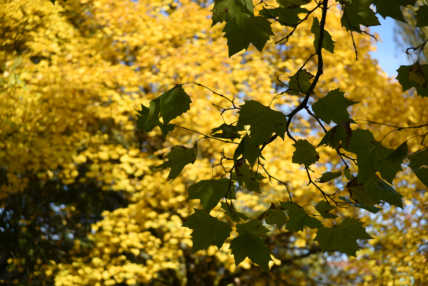 Herbstfarben-grün und gelb