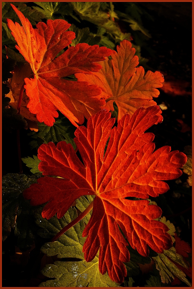 Herbstfarben (Handyfoto)