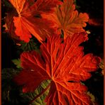 Herbstfarben (Handyfoto)