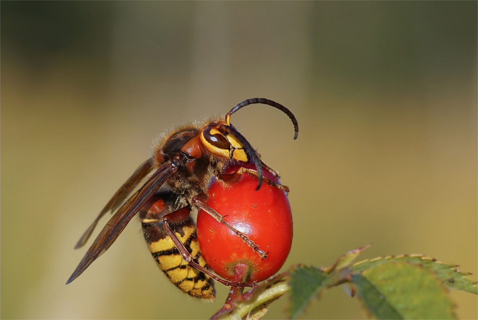 Herbstfarben - Hornissendrohn an einer Hagebutte