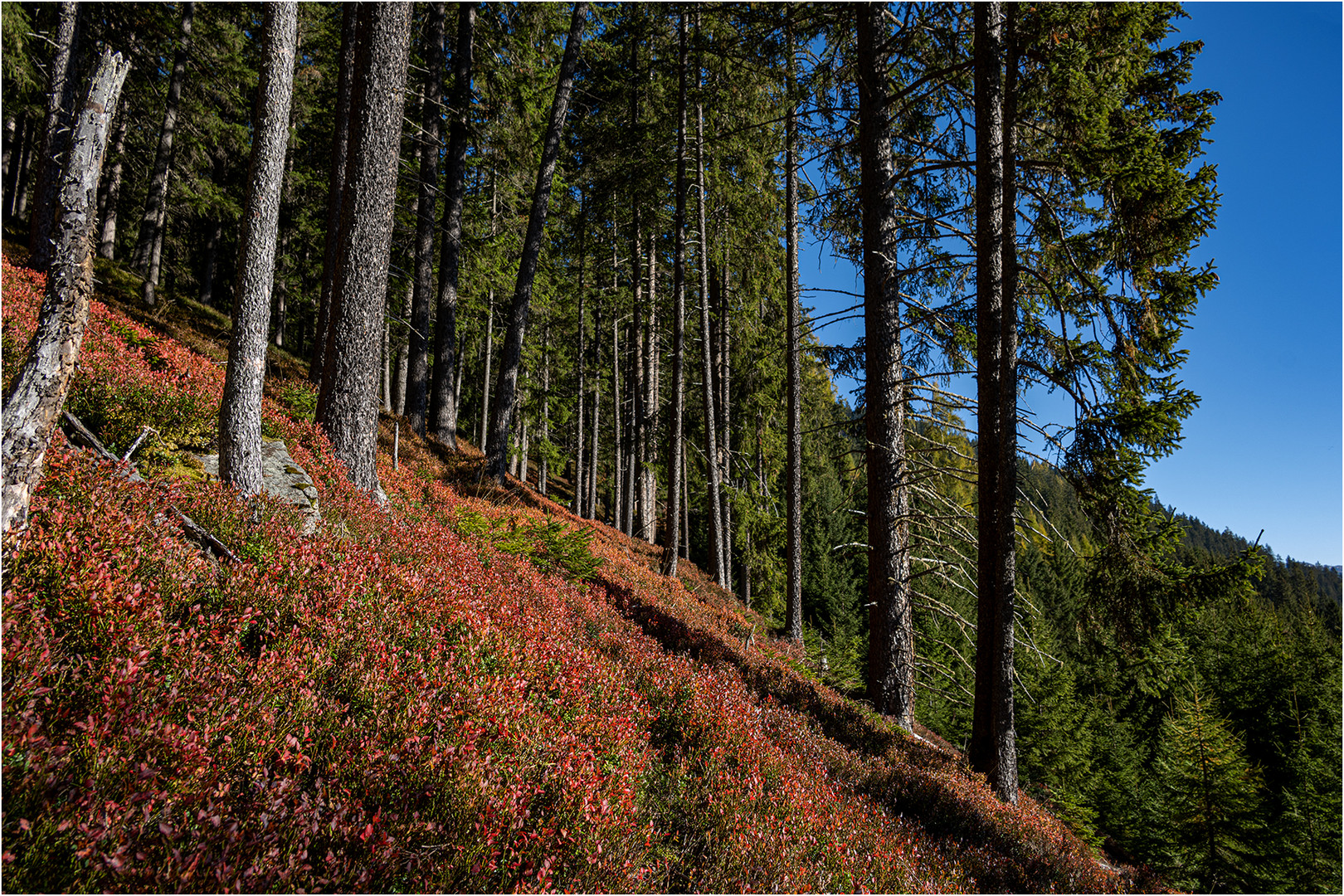 Herbstfarben I