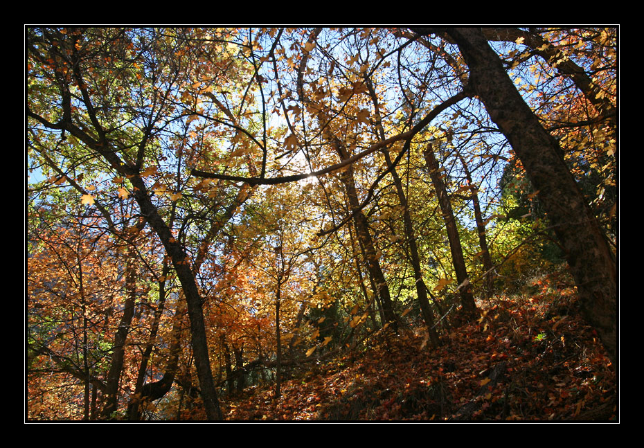 Herbstfarben I.