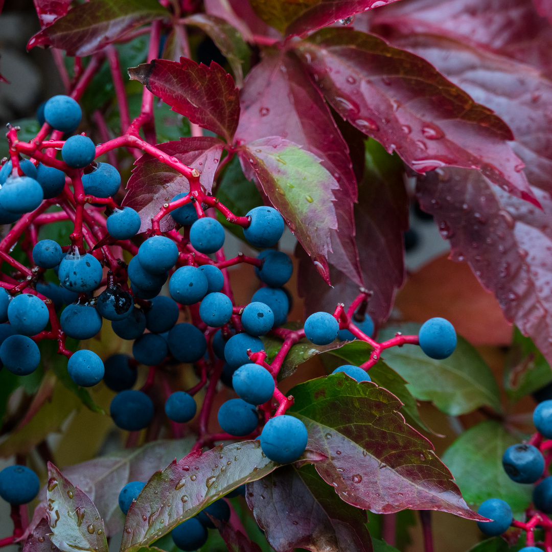 Herbstfarben - I