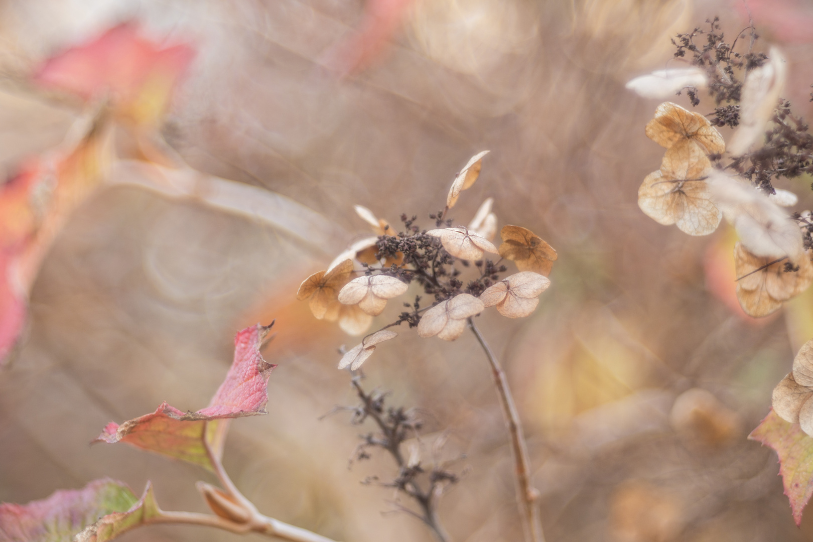 Herbstfarben I