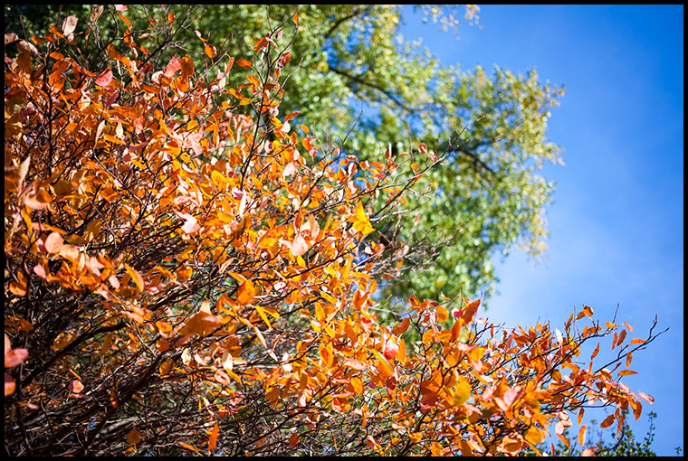 Herbstfarben I