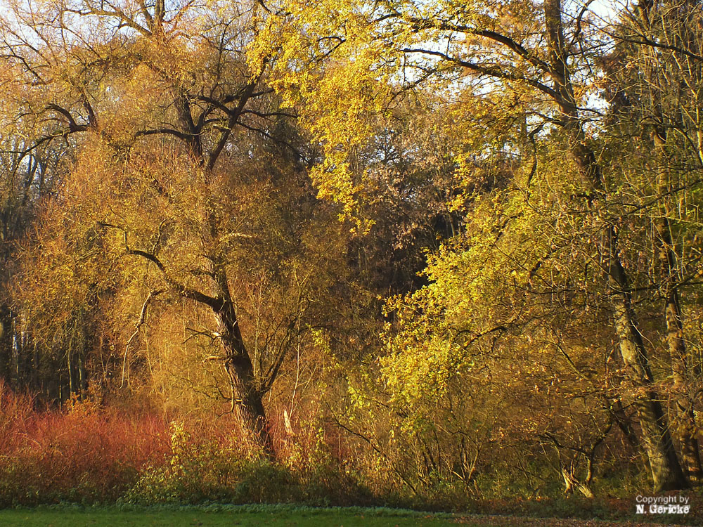 Herbstfarben I