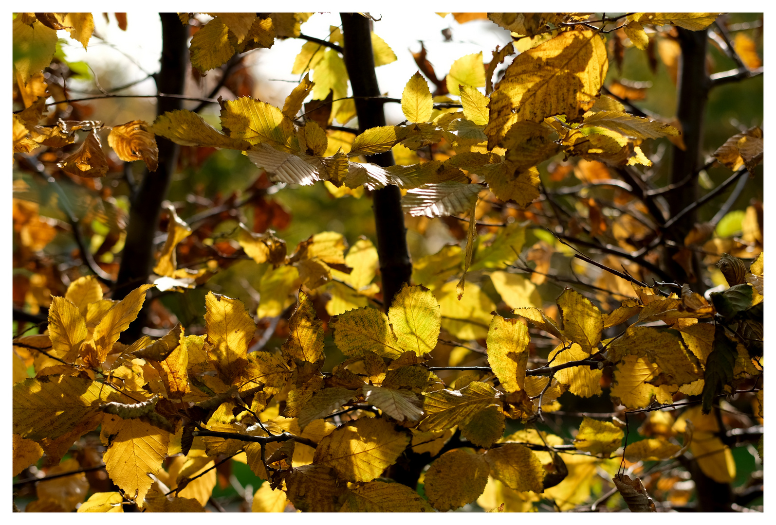 Herbstfarben I