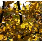 Herbstfarben I