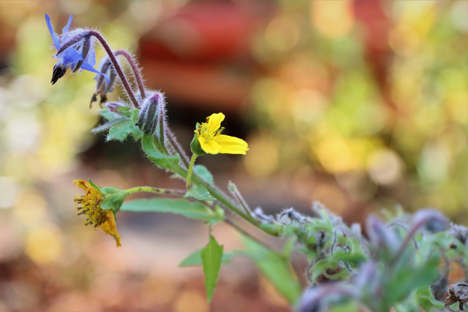 Herbstfarben I