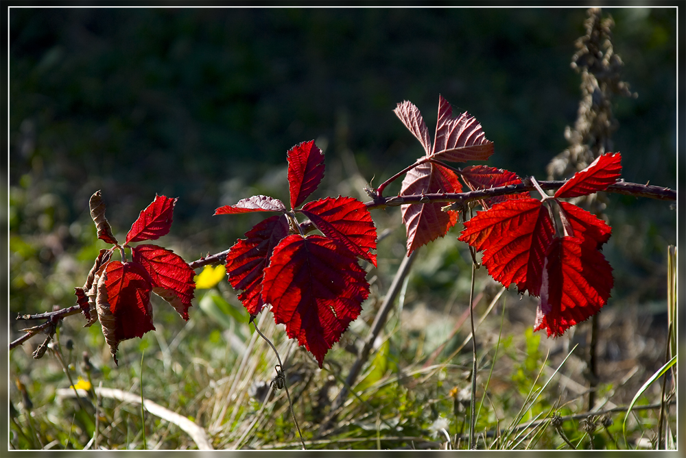 Herbstfarben I